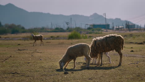 sheep and lambs grazing in a rural field