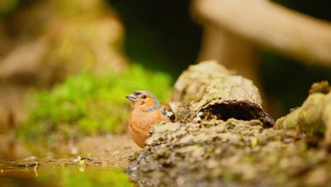 Common-Eurasian-Chaffinch-in-Friesland-Netherlands-telephoto-compressed-view-of-bird-staring-up-into-sky