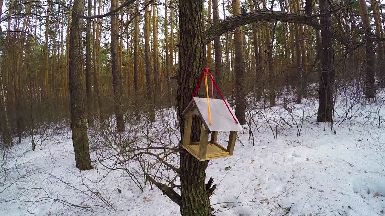 alimentador de pájaros en un bosque nevado