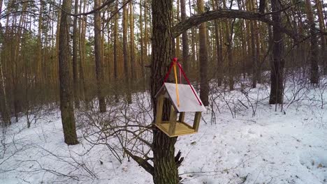 bird feeder in a snowy forest