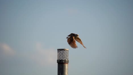 Burrowing-owl-taking-off-in-slow-motion