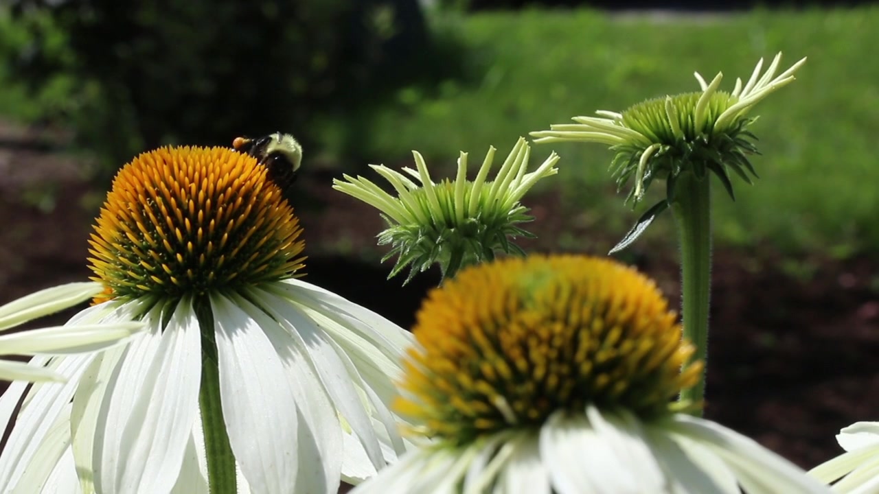 Un bombo che si nutre su un fiore in fiore