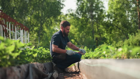 side view agronomist squatting in garden bed works soil around young plants, gloved hands tending rows under warm sun, rural agriculture scene focused on careful maintenance