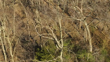 A-Group-Of-Deers-Foraging-In-Sunny-Forest-With-Bald-Trees