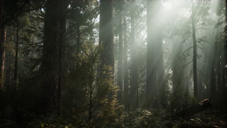 sequoia national park under the fog mist clouds