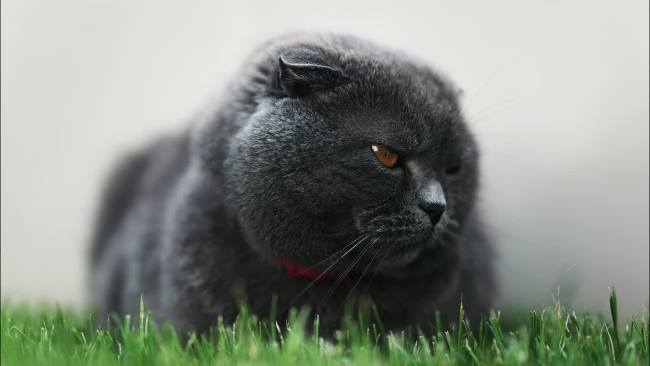 Close up of a Scottish Fold cat with orange eyes and a red collar resting on the green grass in a garden