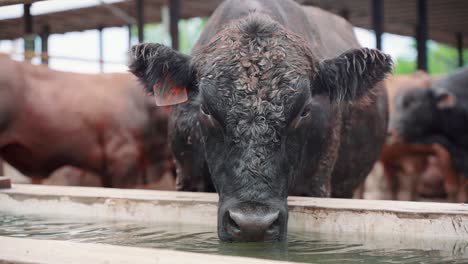 Nahaufnahme-Eines-Porträts-Von-Braunvieh,-Das-Wasser-Im-Stall-Trinkt