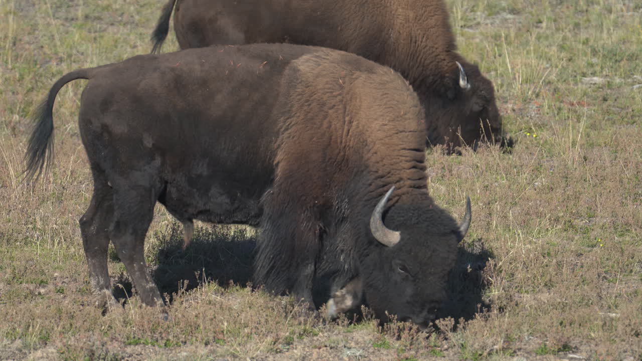 미국 와이오밍주 옐로스톤 국립공원의 목초지에서 풀을 뜯고 있는 들소 황소가 풀 프레임을 닫습니다.
