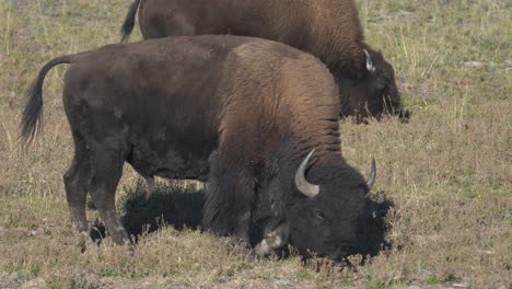 bison bulls grazing in pasture of yellowstone national park, wyoming usa, close up full frame