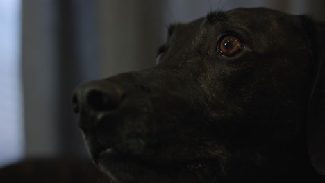 Perro-Negro-De-Ojos-Anchos-Mira-Al-Dueño-Con-Ojos-De-Cachorro-Pidiendo-Un-Regalo