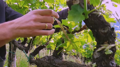 slow motion closeup of a worker's hands removing excessive leaves and shoots on vines