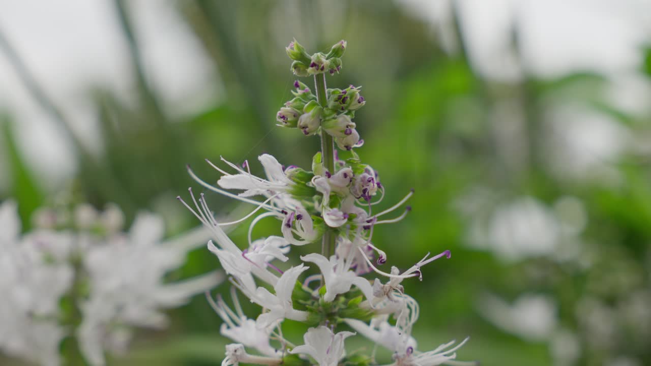 White flowering plant with small blossoms in a garden, close-up capturing delicate petals and green leaves