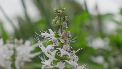 white flowering plant with small blossoms in a garden, close-up capturing delicate petals and green leaves