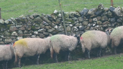 Sheep-seeking-shelter-from-the-wind-and-heavy-rain-behind-a-dry-stone-wall-in-the-Yorkshire-Dales-UK,-HD-crop-and-pan-version