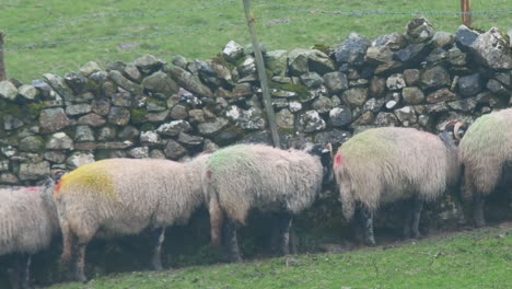 sheep seeking shelter from the wind and heavy rain behind a dry stone wall in the yorkshire dales uk, hd crop and pan version