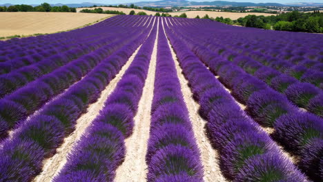lavender fields