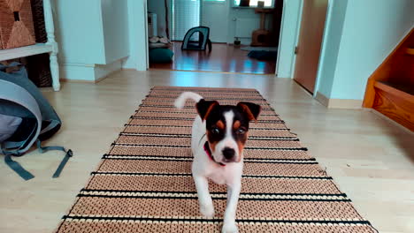 puppy-dog-running-towards-camera-in-hallway