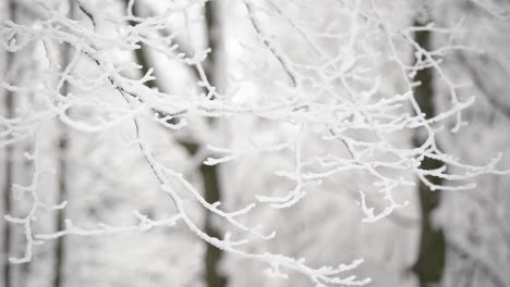 ramitas congeladas con nieve blanca y escarcha, bosque de invierno cerca