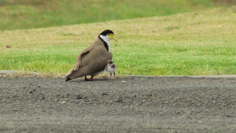 masked lapwing plover standing up revealing two baby chicks nesting