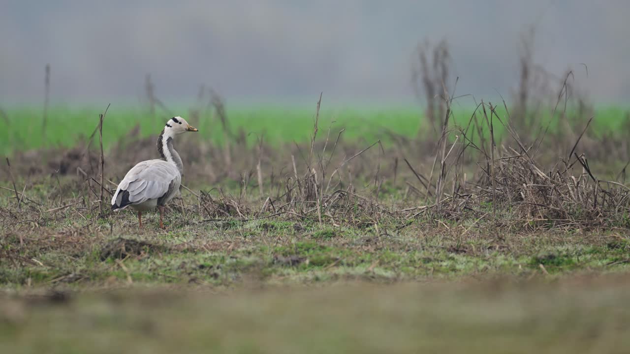 primer plano de un ganso con cabeza de barra por la mañana