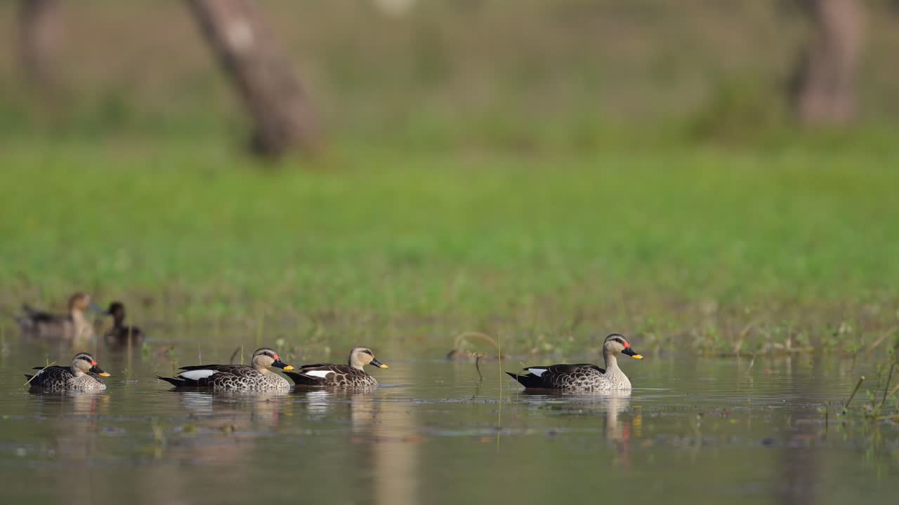 아침 에 호수  ⁇  에 있는 인디언 스 ⁇  빌드 오리 들 의 무리