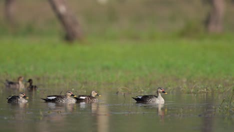 bandada de patos indios en el lado del lago por la mañana