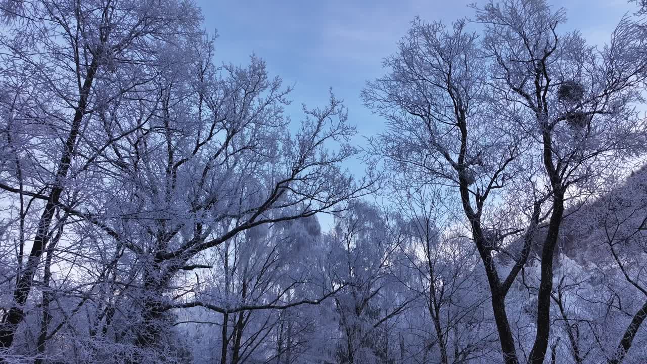 Frost-covered trees line a snowy forest path under a clear winter sky, creating a serene winter