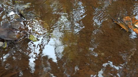 Puddle-of-water-with-wet-brown-leaves