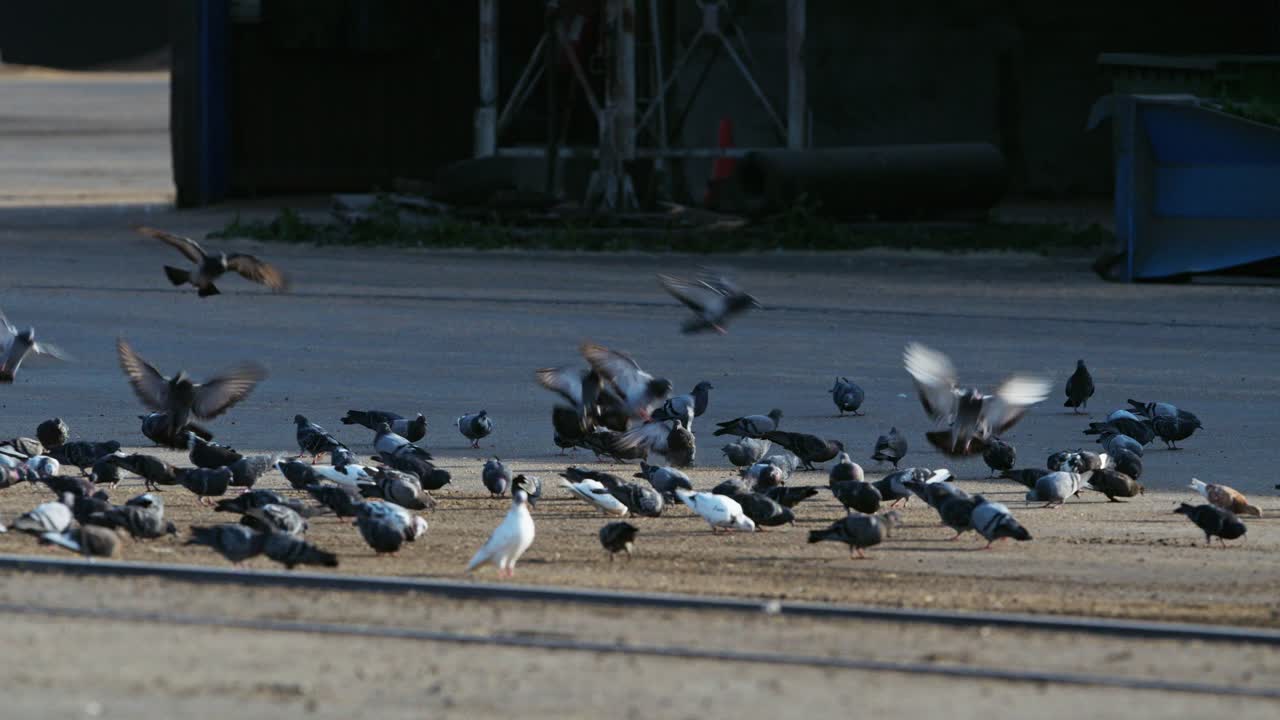 After circling above port cranes, pigeons settle on paved harbor ground Latvia