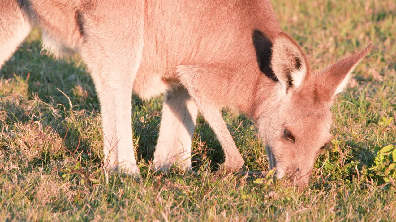 A young kangaroo joey grazes on grass in a sunlit field at sunset, with warm natural lighting and steady close-up camera framing