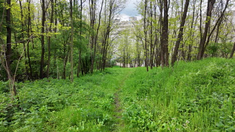 susurrando verde en el viento: que los bosques y las brisas naturales