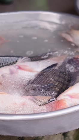 Fresh Tilapia Fish