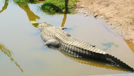 cocodrilo australiano nada lentamente en el río y el lago en el norte de queensland