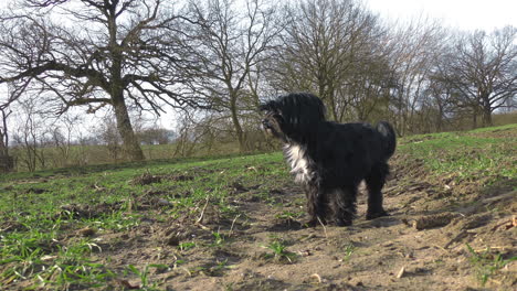 a black bolonka dog stands on a field and looks around curiously