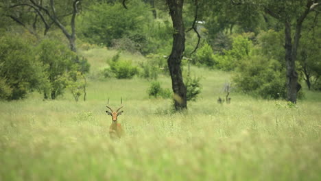 Adult-impala-standing-alone-in-African-safari-tall-green-grass-bush-looking-at-camera,-Sabi-Sands-game-reserve,-South-Africa,-static-portrait