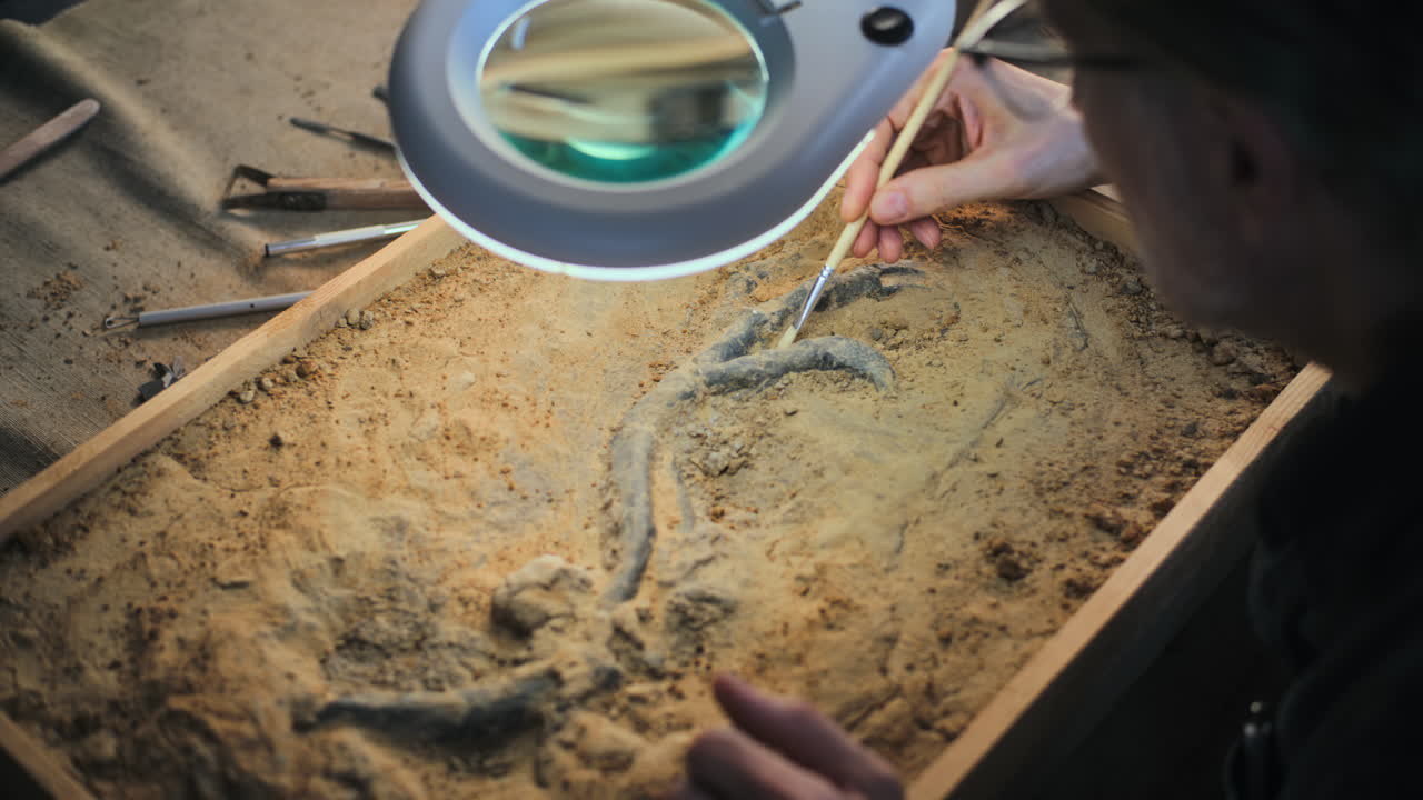 excavación y preparación de fósiles