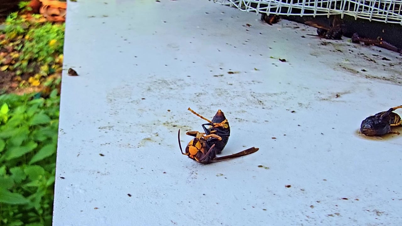 Primo piano statico di un calabrone morto sulla schiena, antenne che si muovono leggermente nel vento