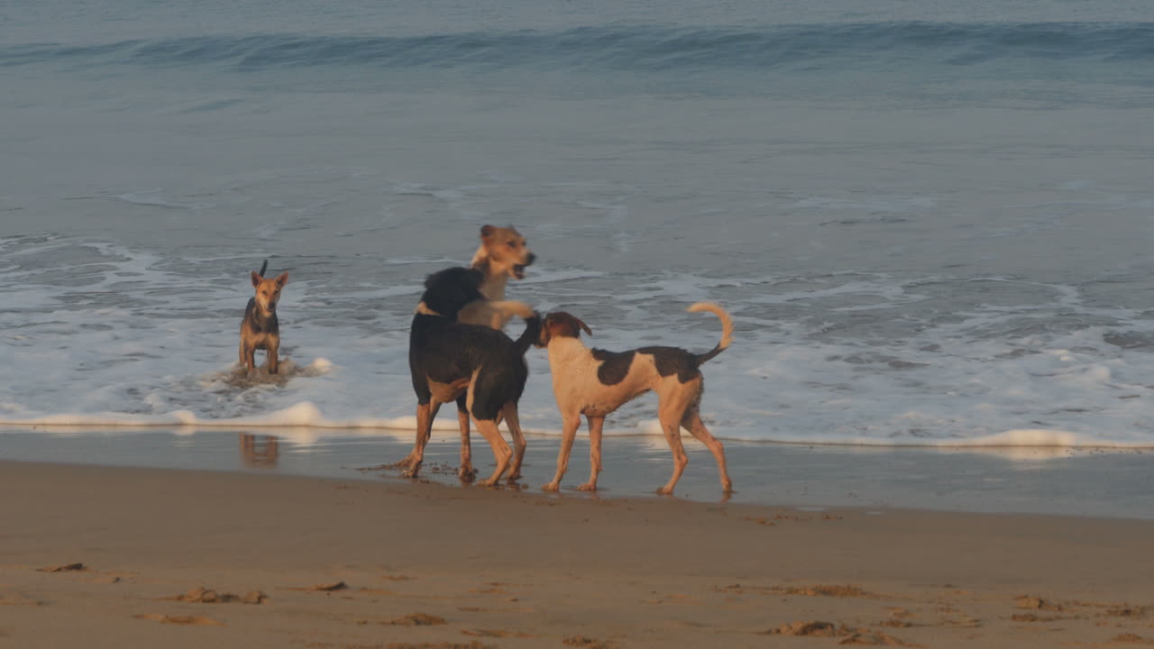 una jauría de perros jugando en la playa de arena agonda, canacona, goa, india