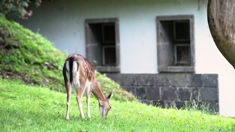 spotted deer grazing and scratching its hind leg by mouth