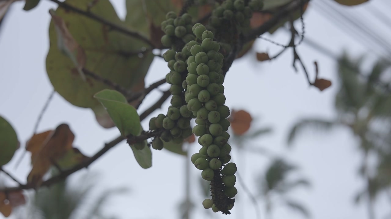 Clusters of vibrant green sea grapes hanging from a tree