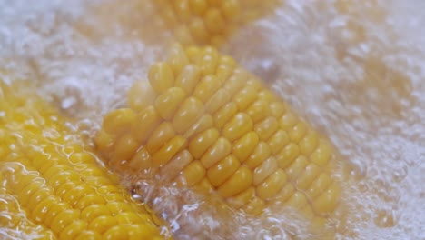 corn cobs in boiling hot water. maize has become a staple food in many parts of the world, with the total production of maize surpassing that of wheat or rice.