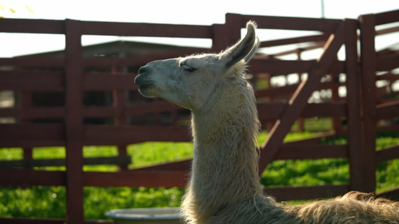 una llama en un campo