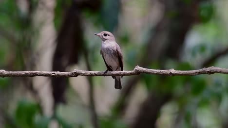 El-Papamoscas-Marrón-Asiático-Es-Un-Pequeño-Pájaro-Paseriforme-Que-Se-Reproduce-En-Japón,-Himalaya-Y-Siberia