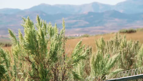 tall sagebrush growing on a fence in chesterfield, idaho on a warm sunny day