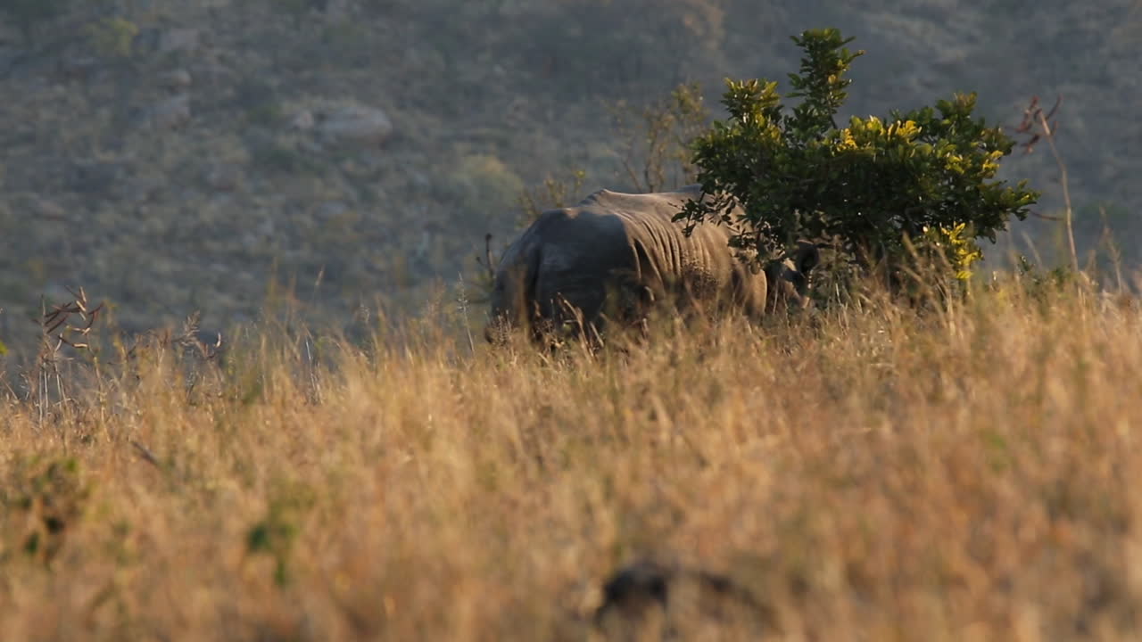 White Rhino hiding in dry grass during golden hour sunset, grazing behind bushes, medium shot