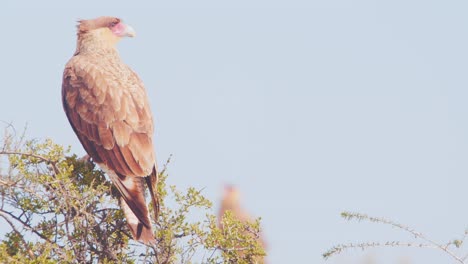 Cambiar-El-Enfoque-De-Un-Caracara-Con-Cresta-Posado-A-Otro,-Cinematográfico-Lejano-O-Cercano