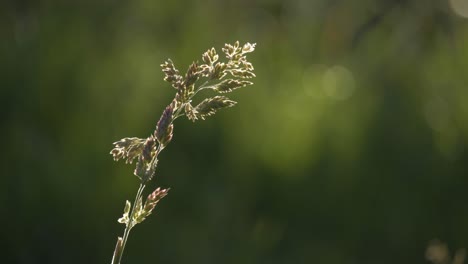 Filmische-4K-Aufnahme:-Scharfer-Fokus-Auf-Einen-Einzelnen-Grashalm-Mit-Wunderschön-Verschwommenem-Hintergrund