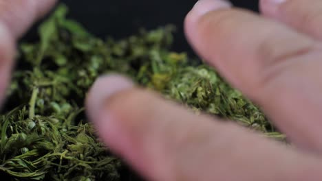 cogollos y hojas de marihuana medicinal