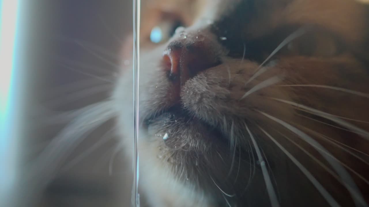 A kitty drinking water in super slowmotion