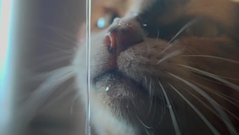 a kitty drinking water in super slowmotion